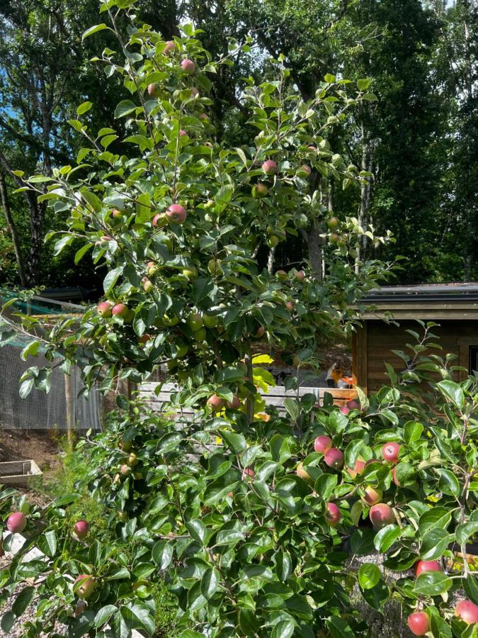 Lodge Vaettervy Glamping- Ravinstuga Habo